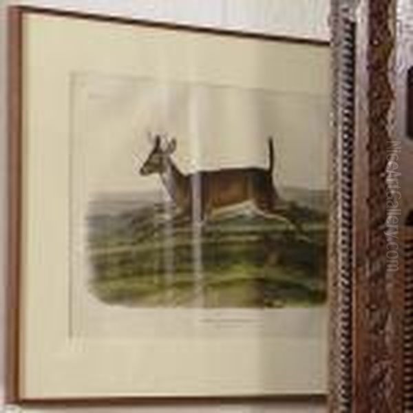 Long-tailed Deer Oil Painting by John James Audubon