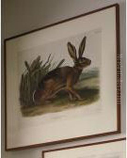 Californian Hare Oil Painting by John James Audubon