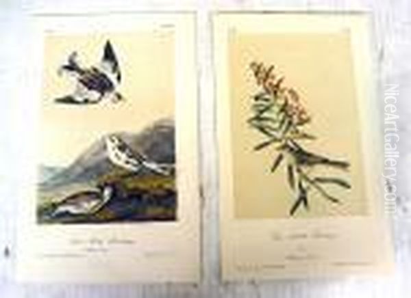 From Birds Of America Oil Painting by John James Audubon