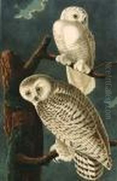 Snowy Owl, Strix Nyctea. Oil Painting by John James Audubon