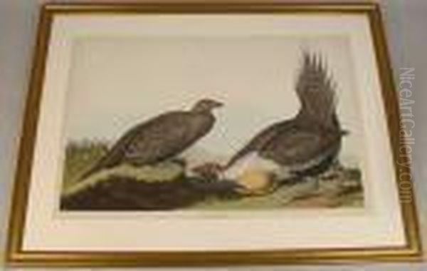 Cock Ofthe Plains Tetrao Urophasianus Oil Painting by John James Audubon