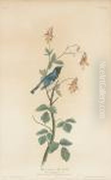 Black-throated Blue Warbler (pl. Clv) Oil Painting by John James Audubon