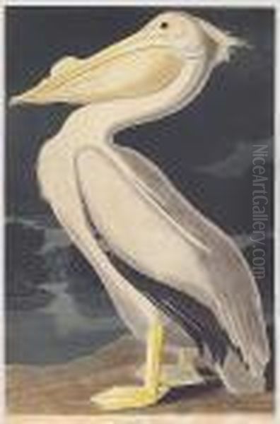 American White Pelican (pl. Cccxi) Oil Painting by John James Audubon