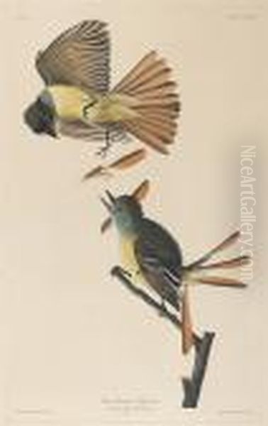 Great Crested Flycatcher (pl. Cxxix) Oil Painting by John James Audubon