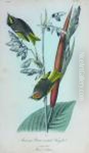 Townsend's Wood-warbler Oil Painting by John James Audubon