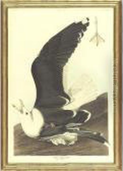 Black-backed Gull (plate Ccxl1) Oil Painting by John James Audubon