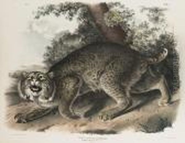 Lynx Rufus (common American Wild Cat) Oil Painting by John James Audubon