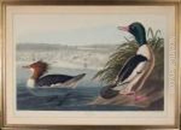 Goosander Oil Painting by John James Audubon