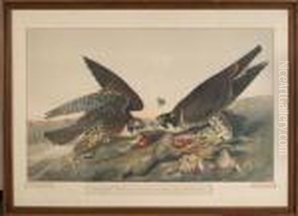 Great Footed Hawk Oil Painting by John James Audubon