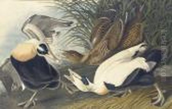 Eider Duck Oil Painting by John James Audubon