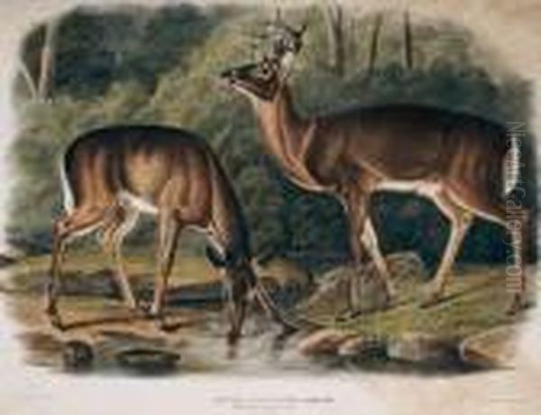 Plate 136 Common Virginia Deer Oil Painting by John James Audubon