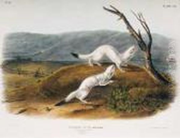 Plate 140 White Weasel Oil Painting by John James Audubon