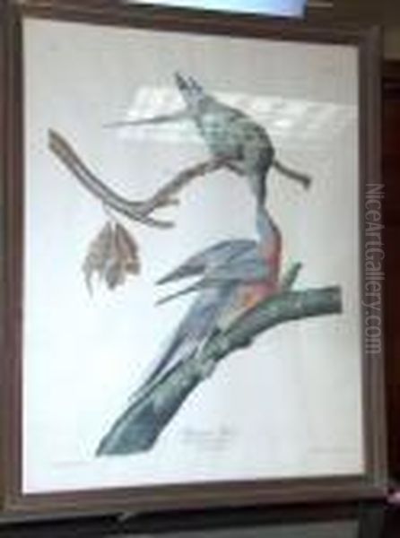 Passenger Pigeon Oil Painting by John James Audubon