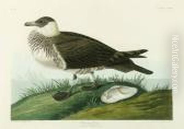 Romarine Jager Oil Painting by John James Audubon