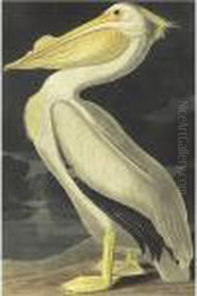 American White Pelican (plate 311) Oil Painting by John James Audubon