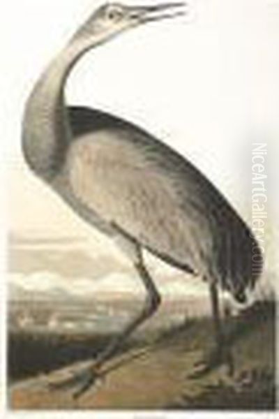 Hooping Crane (plate Cclxl) Oil Painting by John James Audubon