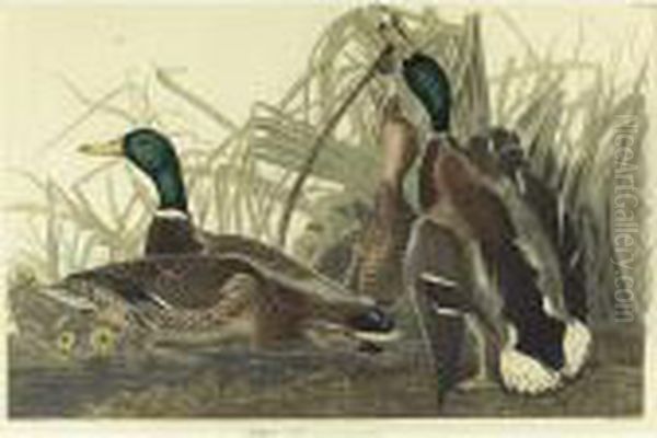 Mallard Duck (plate 221) Oil Painting by John James Audubon