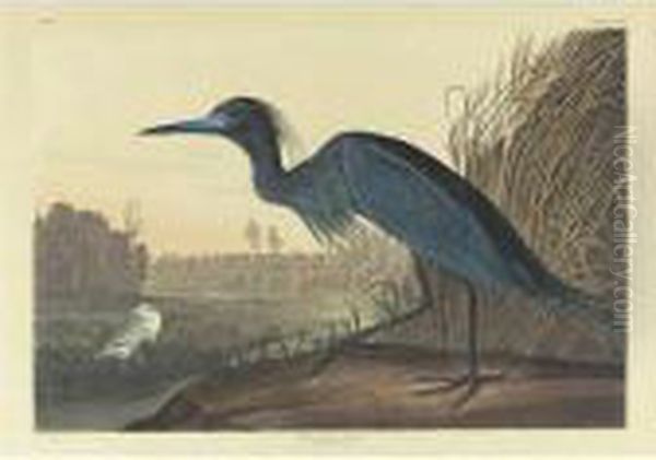 Blue Crane Or Heron (plate 307) Oil Painting by John James Audubon