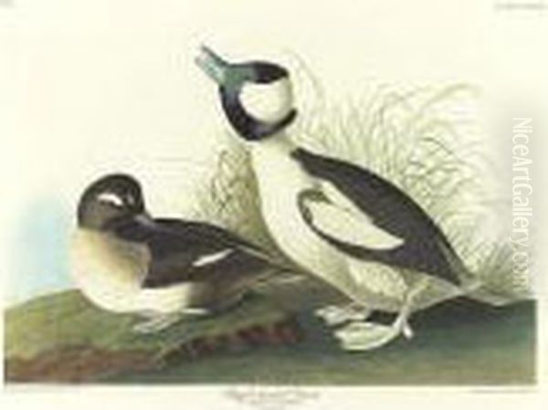 Manks Shearwater; And Buffel-headed Duck (plate Ccxcv; And Cccxxv) Oil Painting by John James Audubon