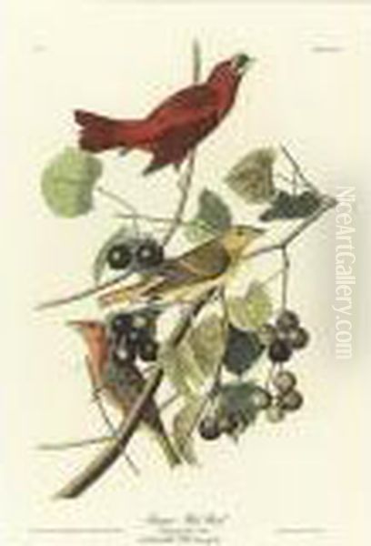 Summer Red Bird (plate Xliv) Oil Painting by John James Audubon