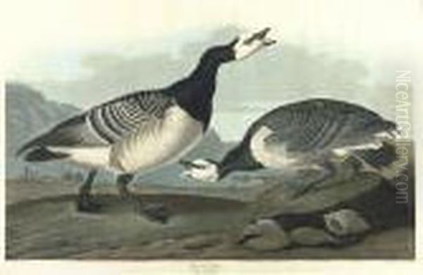 Barnacle Goose (plate Ccxcvi) Oil Painting by John James Audubon