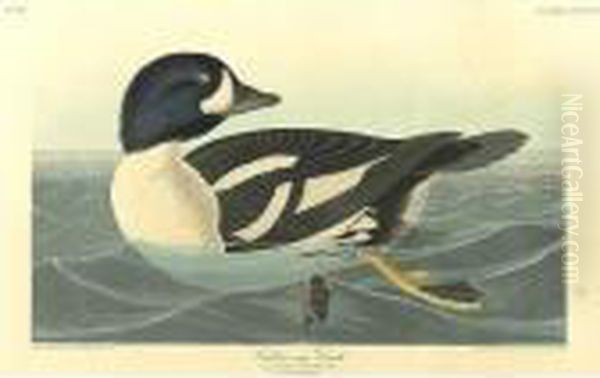 Golden-eye Duck; And Common Gull (plates Ccxii; And Cccciii) Oil Painting by John James Audubon