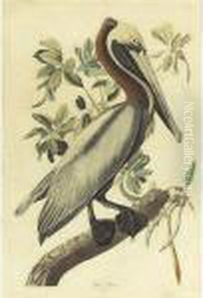 Brown Pelican (plate 251) Oil Painting by John James Audubon