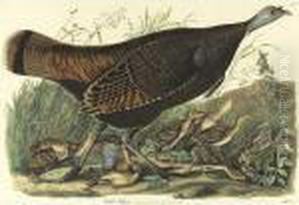 Wild Turkey...female And Young (plate Vi) Oil Painting by John James Audubon