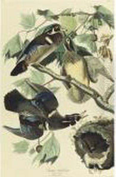 Summer Or Wood Duck (plate 206) Oil Painting by John James Audubon