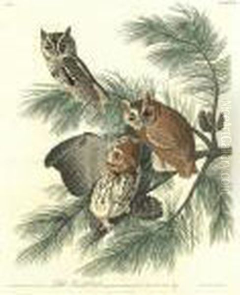 Little Screech Owl (plate Xcvii) Oil Painting by John James Audubon