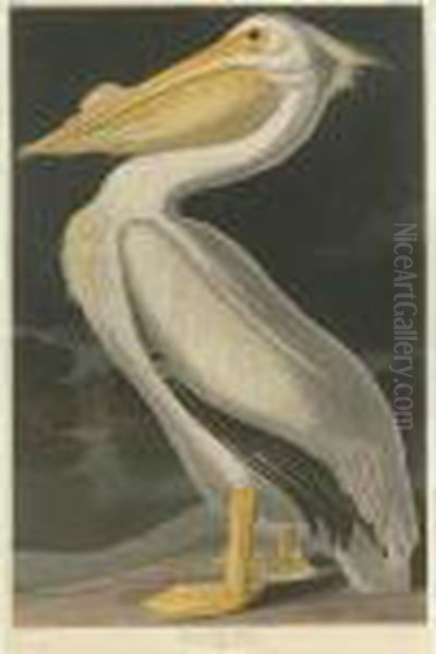 American White Pelican (plate Cccxi) Oil Painting by John James Audubon