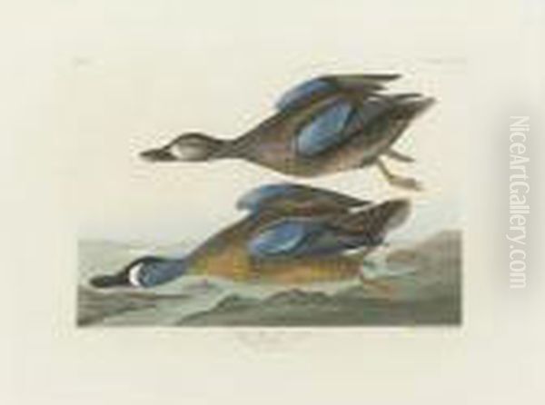 Blue-winged Teal (plate Cccxiii) Oil Painting by John James Audubon