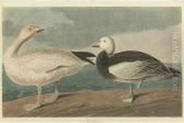 Snow Goose (plate Ccclxxxi) Oil Painting by John James Audubon