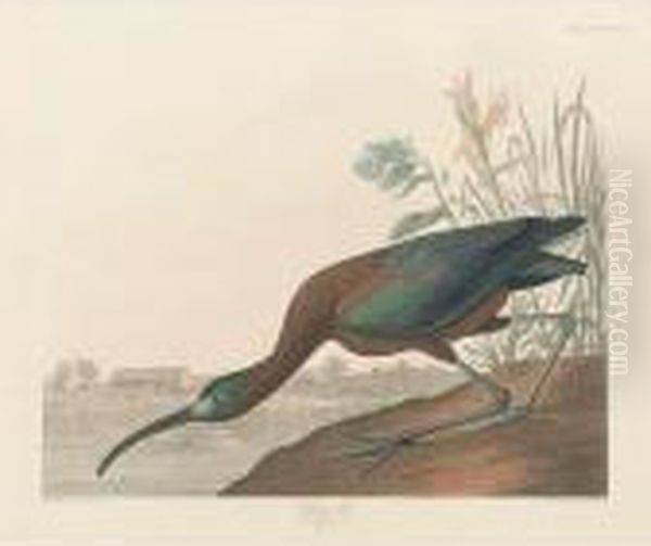 Glossy Ibis (plate Ccclxxxvii) Oil Painting by John James Audubon