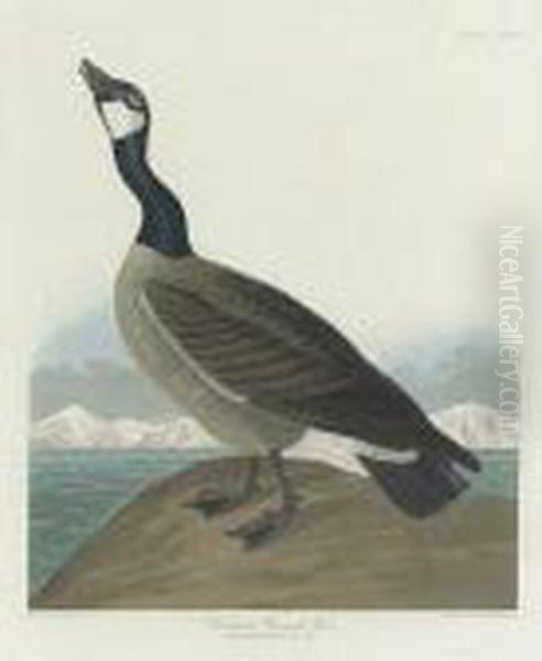 Hutchins's Barnacle Goose (plate Cclxxvii) Oil Painting by John James Audubon