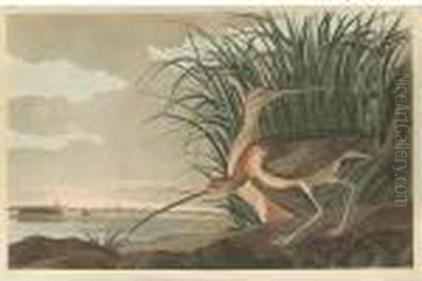 Long-billed Curlew (plate Ccxxxi) Oil Painting by John James Audubon