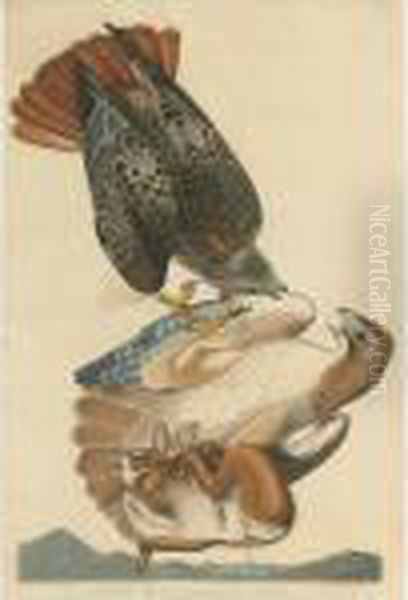 Red-tailed Hawk (plate Li) Oil Painting by John James Audubon