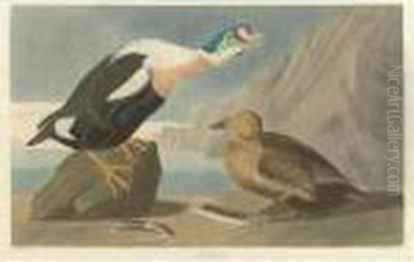 King Duck (plate Cclxxvi) Oil Painting by John James Audubon