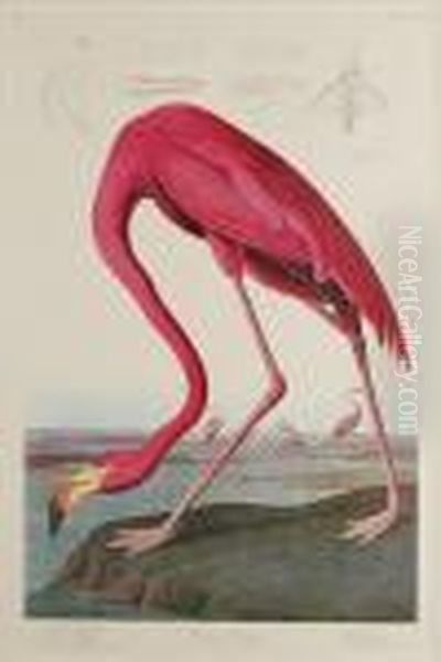 American Flamingo Oil Painting by John James Audubon