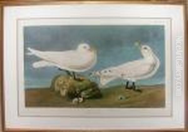 Ivory Gull Oil Painting by John James Audubon