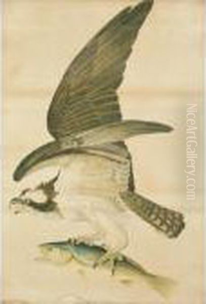 Fish Hawk Or Osprey Oil Painting by John James Audubon