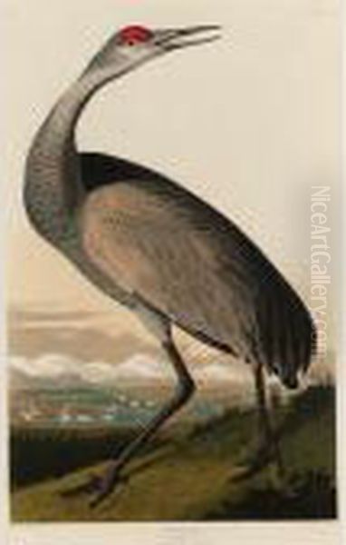 Hooping Crane (plate Cclxi) Oil Painting by John James Audubon