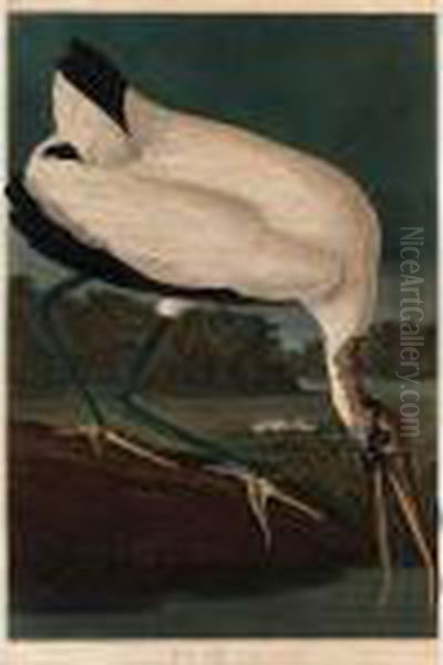 Wood Ibiss (plate Ccxvi) Oil Painting by John James Audubon