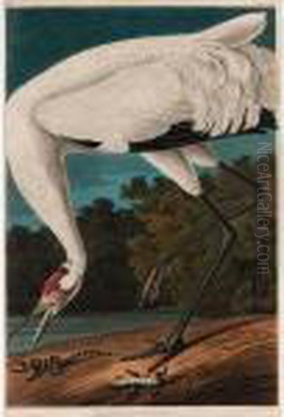 Hooping Crane (plate Ccxxvi) Oil Painting by John James Audubon