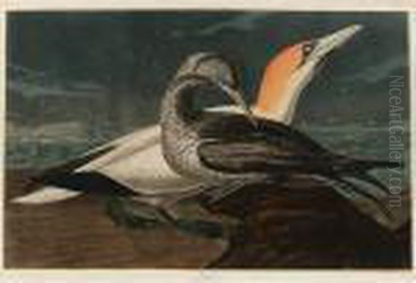 Gannet (plate Cccxxvi) Oil Painting by John James Audubon