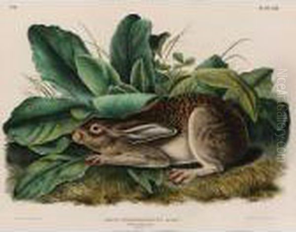 Black-tailed Hare (plate Lxiii) Oil Painting by John James Audubon