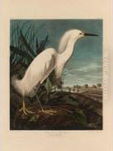 Snowy Heron Or White Egret (plate Ccxlii) Oil Painting by John James Audubon