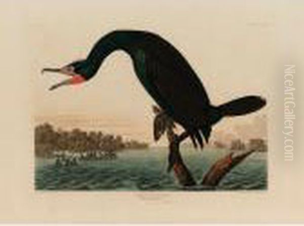 Florida Cormorant (plate Cclii) Oil Painting by John James Audubon