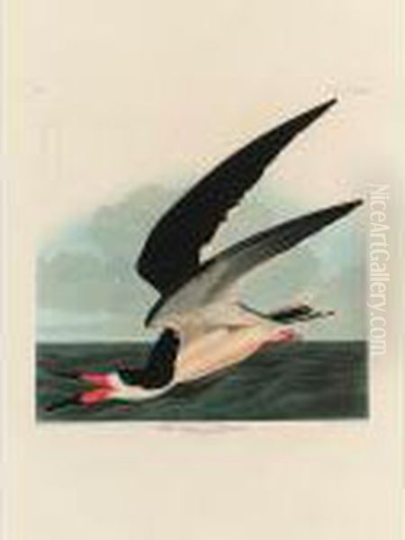 Black Skimmer Or Shearwater (plate Cccxxiii) Oil Painting by John James Audubon