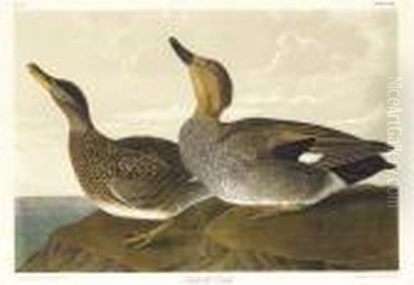 Gadwall Duck (plate 388) Oil Painting by John James Audubon